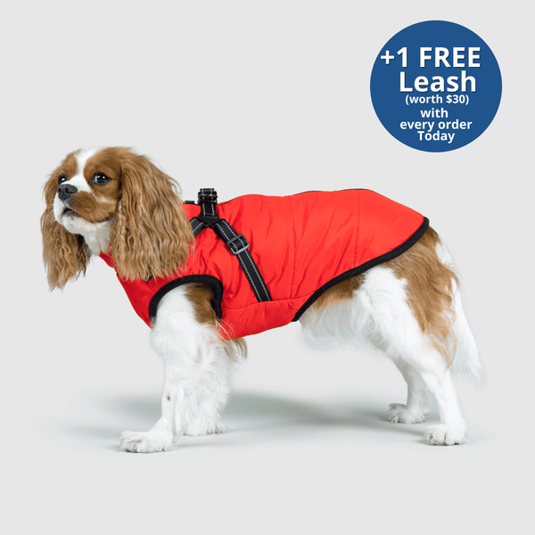 PoochBark™ 3 in 1 Winter Jacket (+1 FREE Leash)